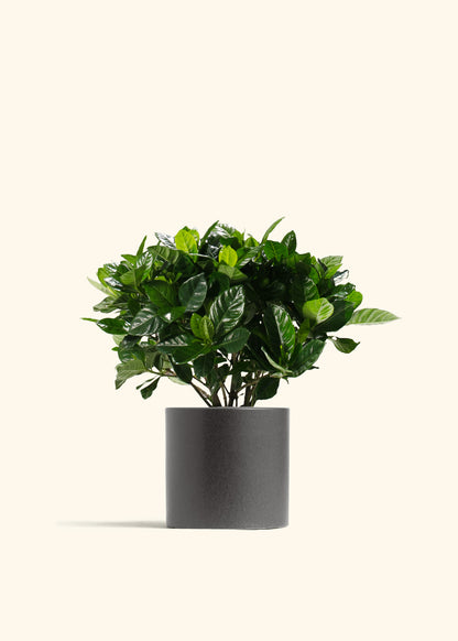Blooming Gardenia