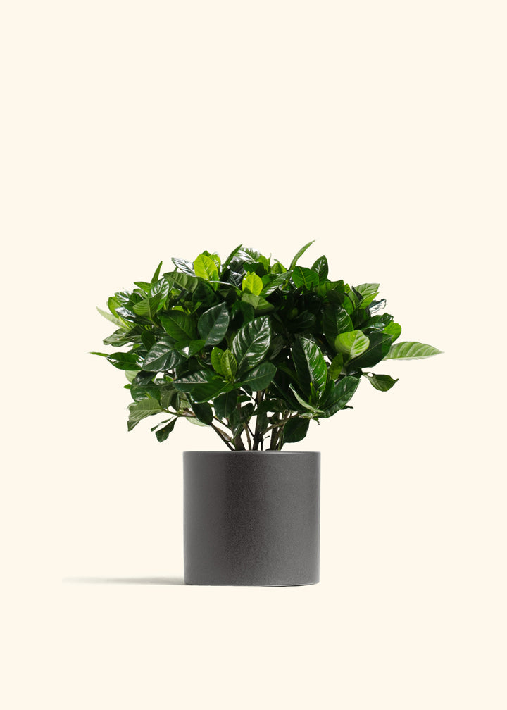 Gardenia Veitchii