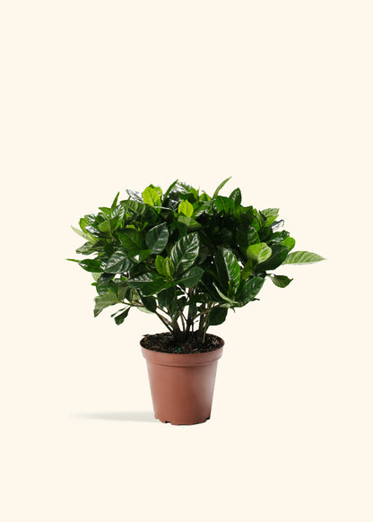 Blooming Gardenia