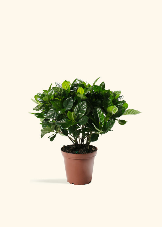 Gardenia Veitchii