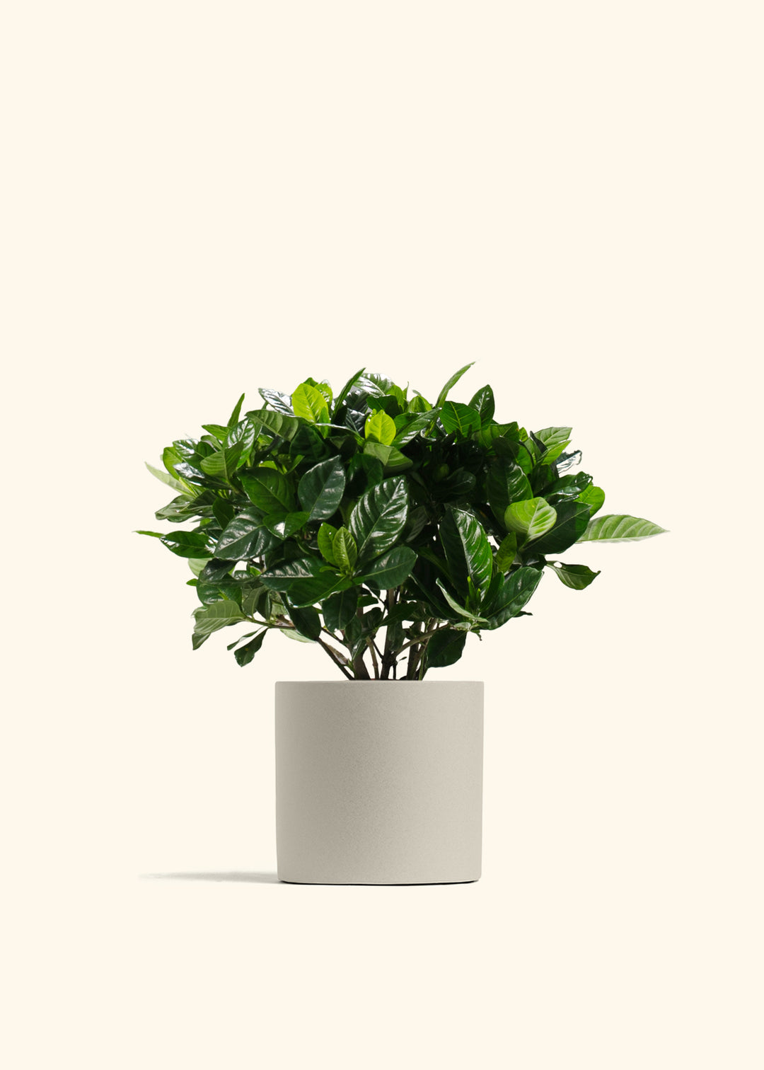 Gardenia Veitchii