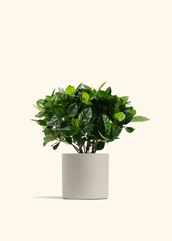 Gardenia Veitchii