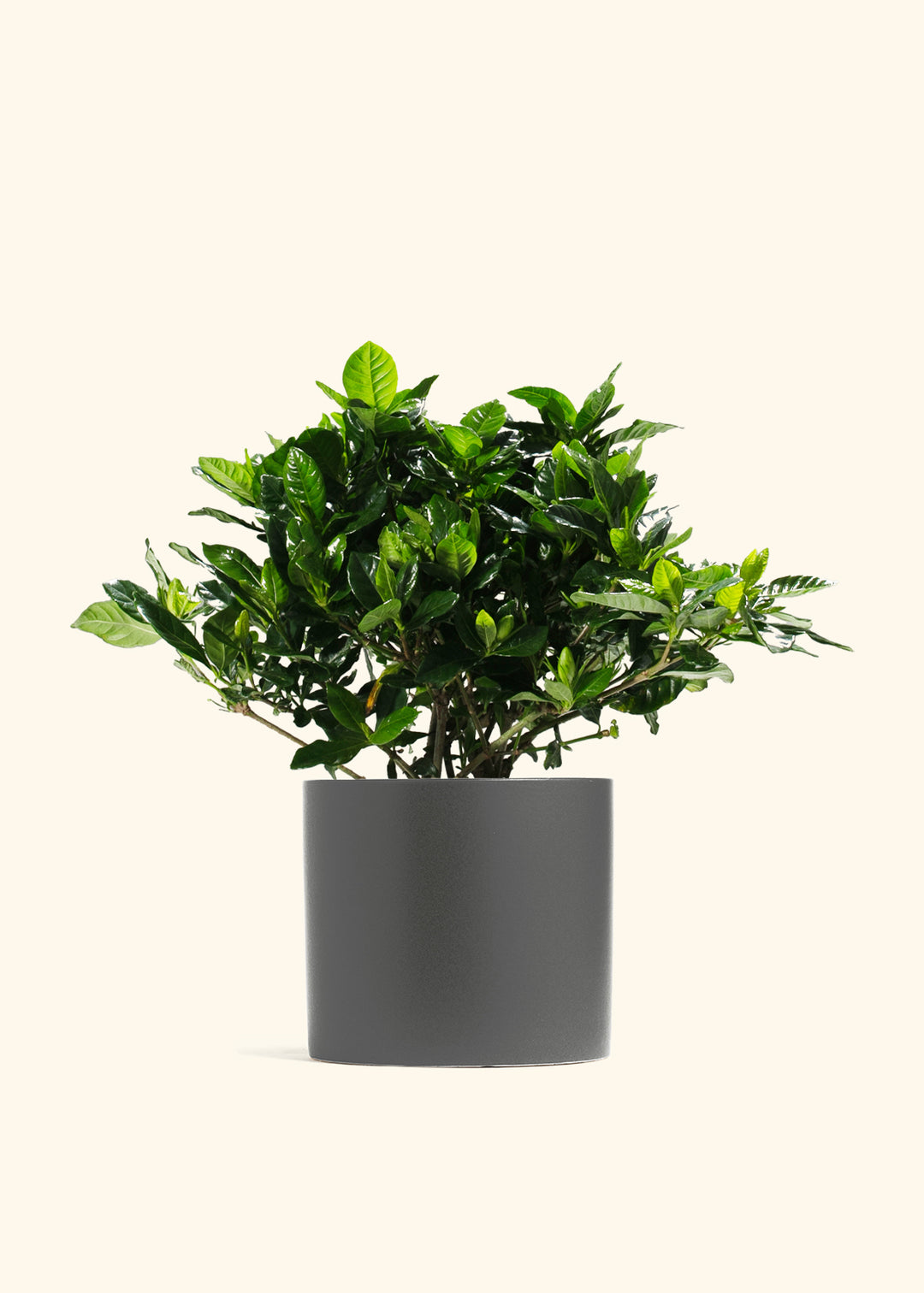 Gardenia Veitchii
