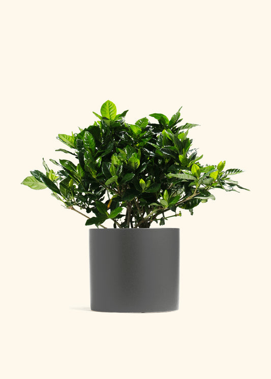 Blooming Gardenia
