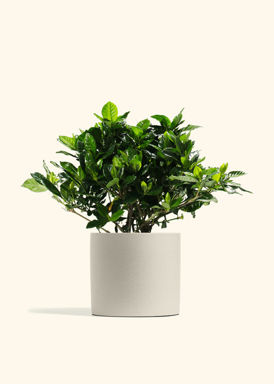 Blooming Gardenia
