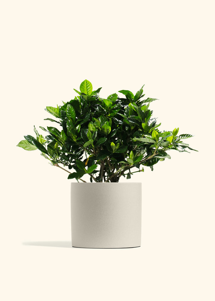 Gardenia Veitchii