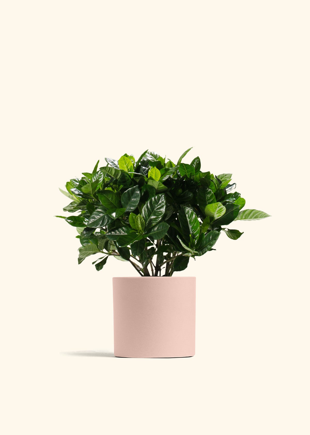 Blooming Gardenia