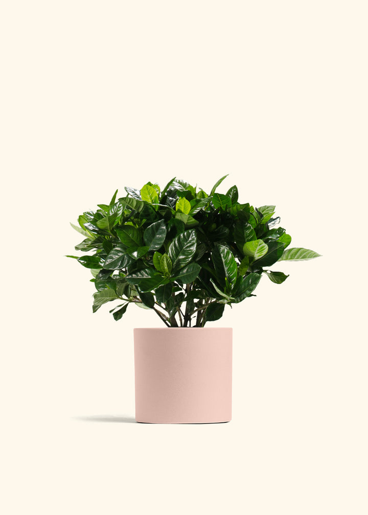 Gardenia Veitchii