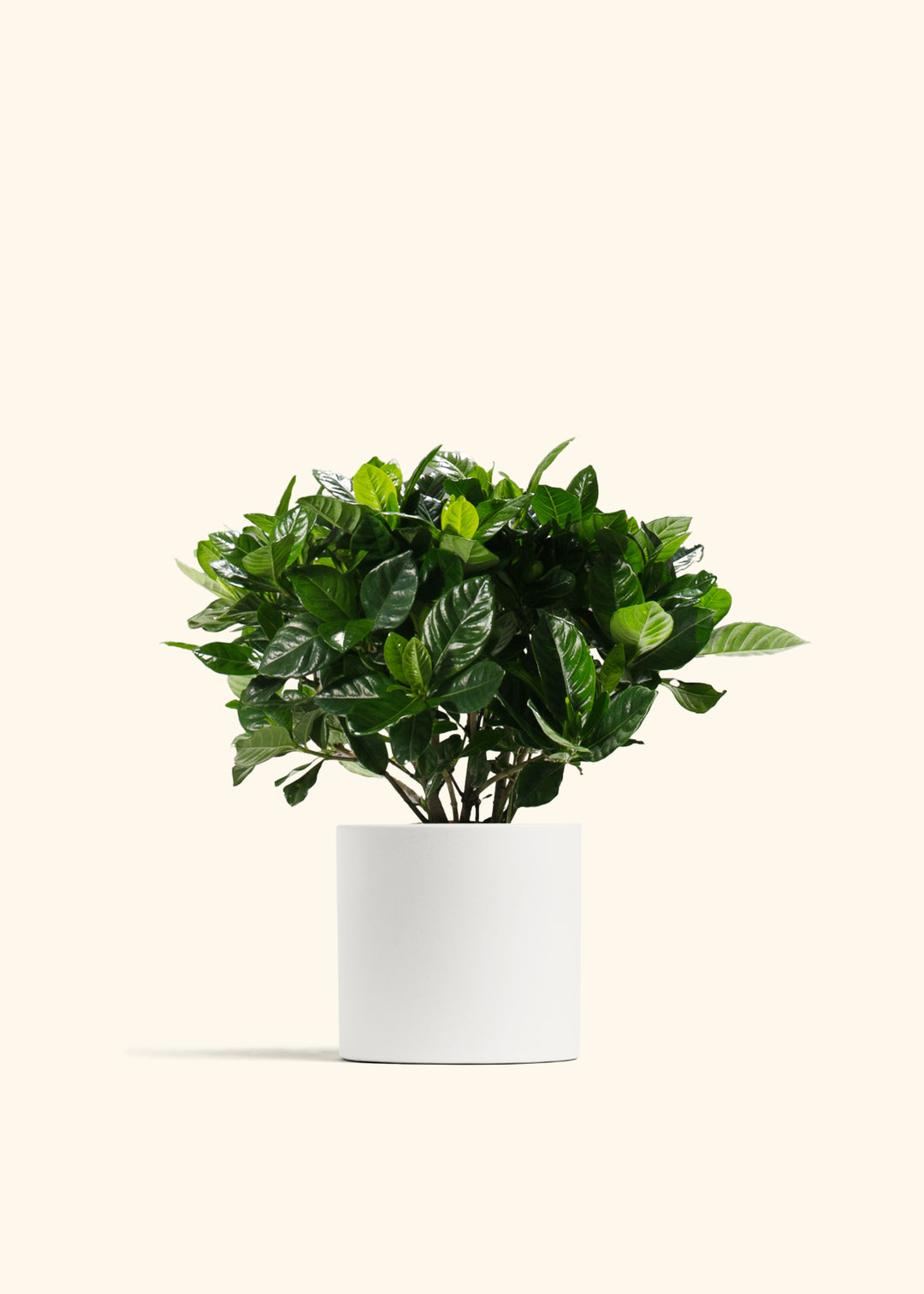 Gardenia Veitchii