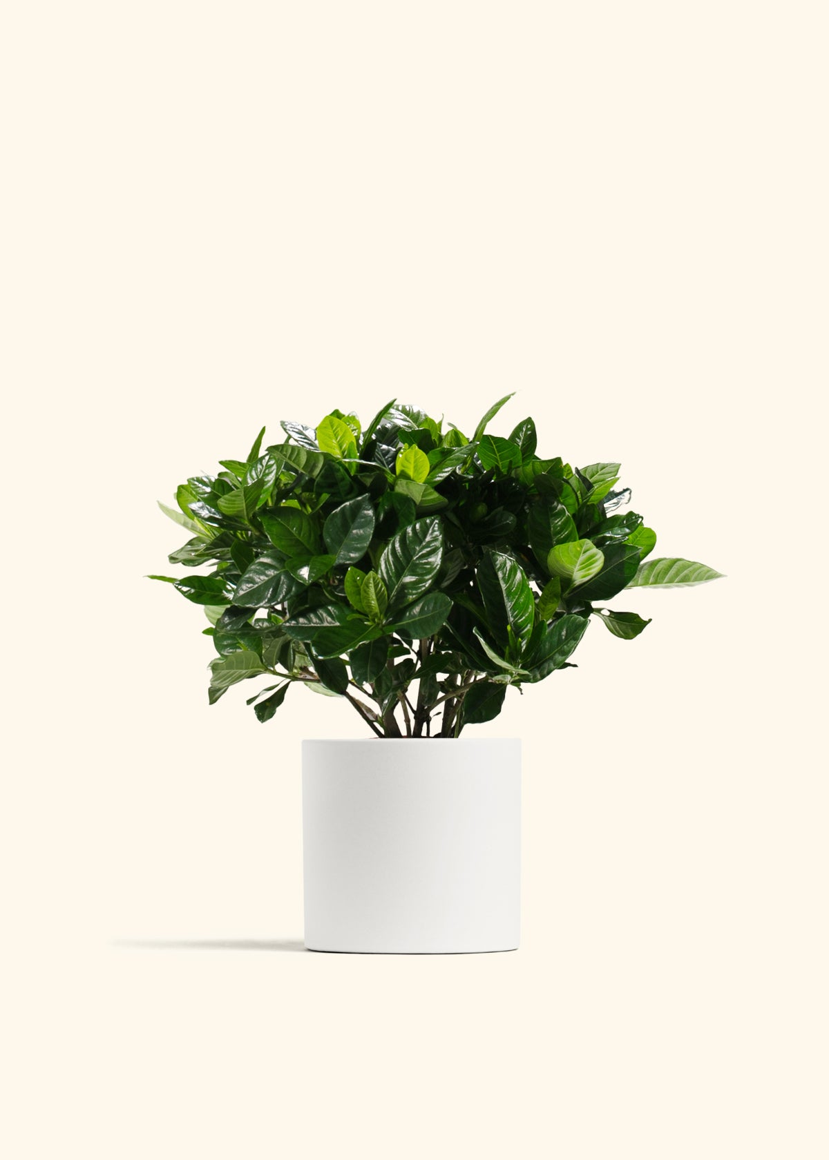Blooming Gardenia