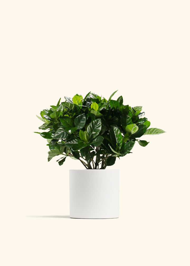 Gardenia Veitchii