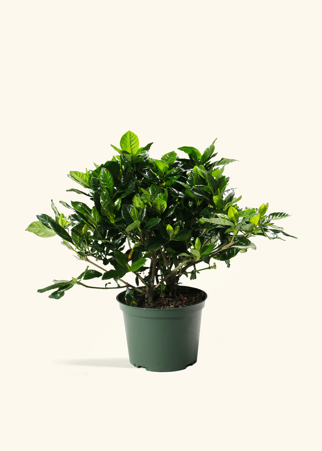 Gardenia Veitchii