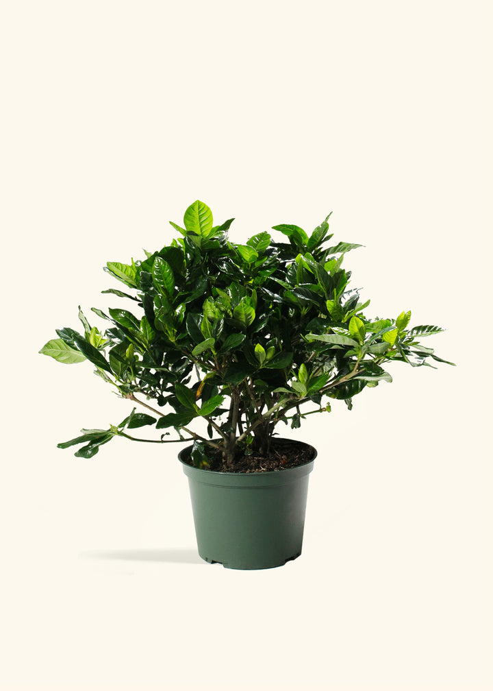 Gardenia Veitchii