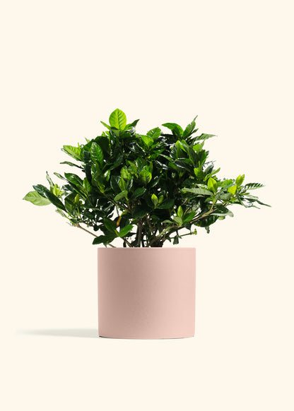 Blooming Gardenia