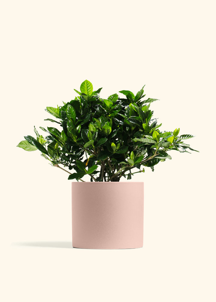 Gardenia Veitchii