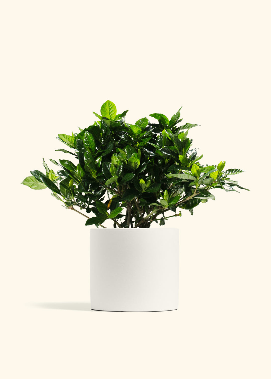 Gardenia Veitchii