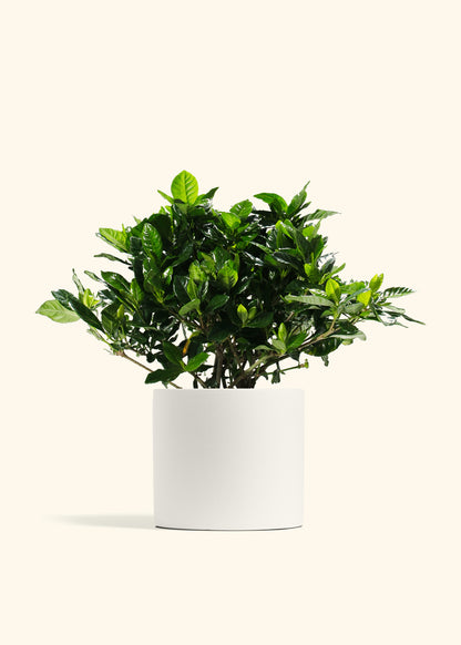 Blooming Gardenia