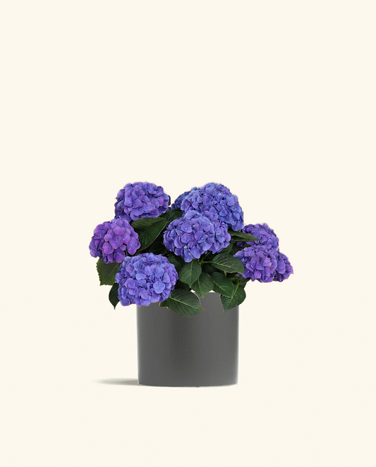 Blurple Hydrangea
