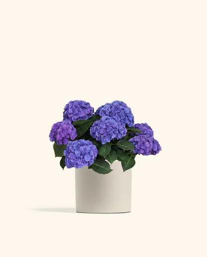 Blurple Hydrangea
