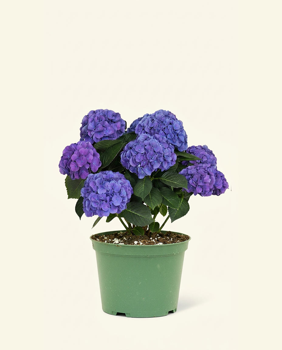 Blurple Hydrangea