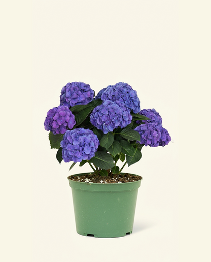 Blurple Hydrangea