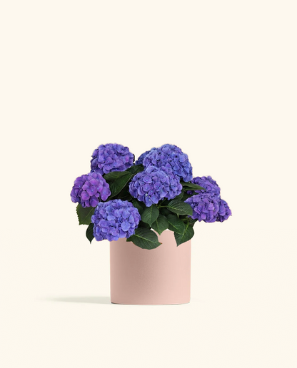 Blurple Hydrangea