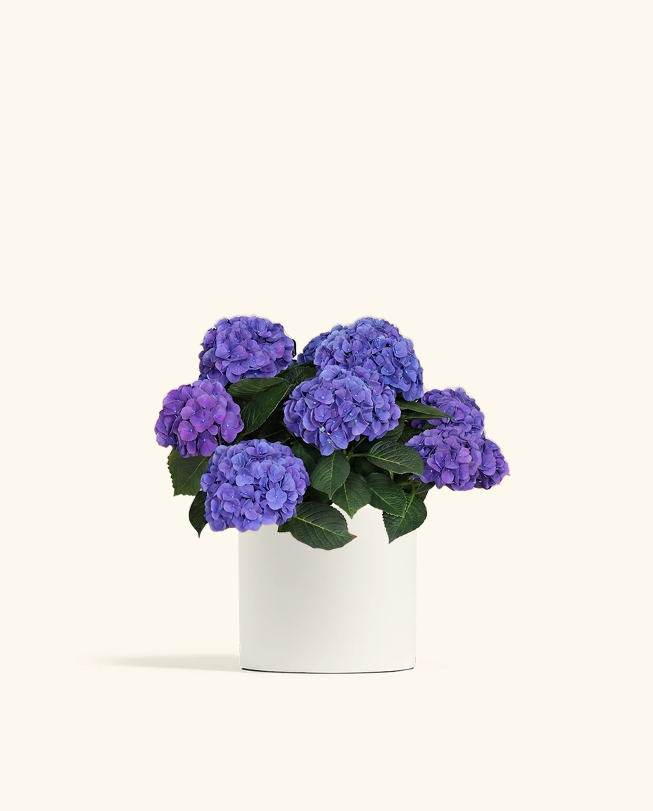 Blurple Hydrangea
