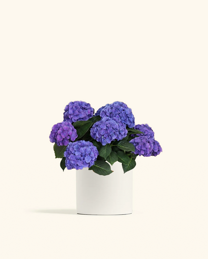 Blurple Hydrangea