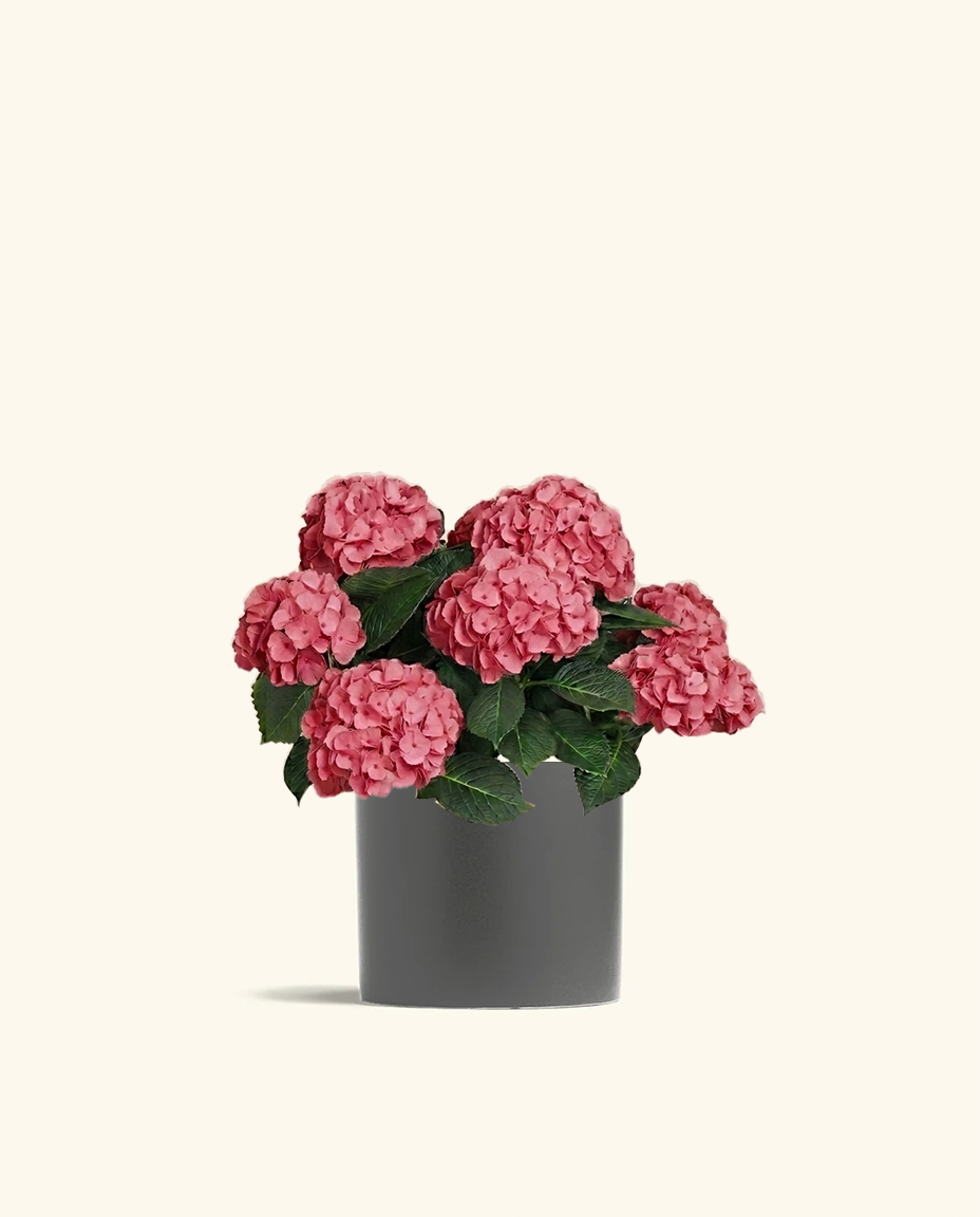 Pink Hydrangea