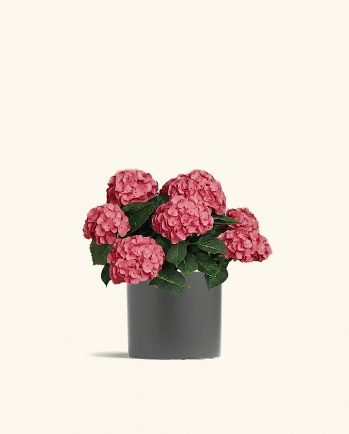 Pink Hydrangea