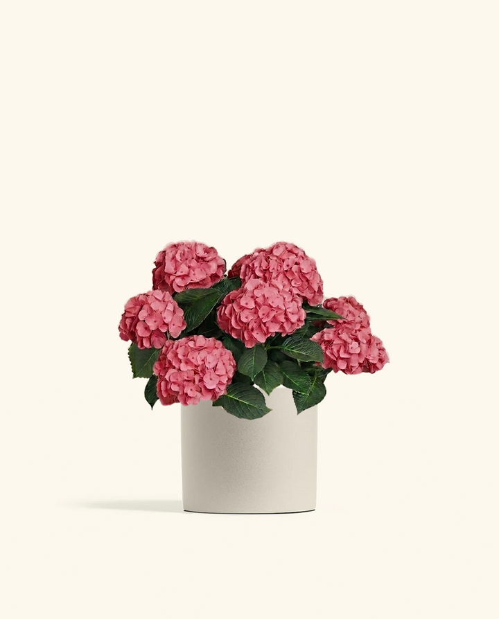 Pink Hydrangea