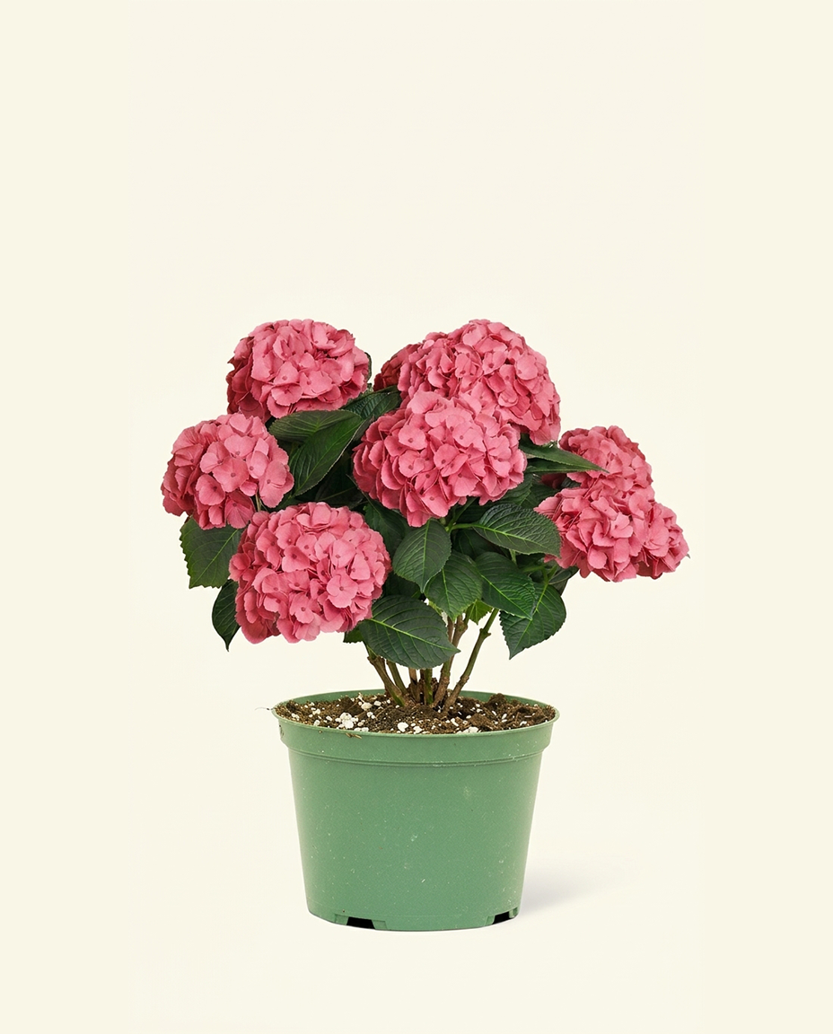 Pink Hydrangea