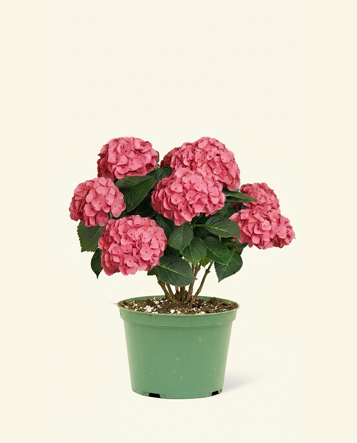 Pink Hydrangea