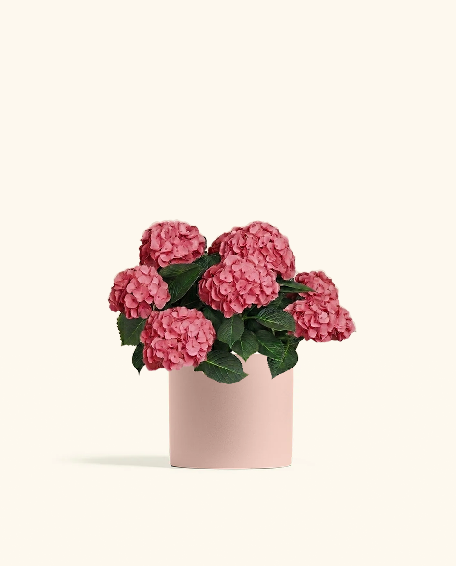 Pink Hydrangea