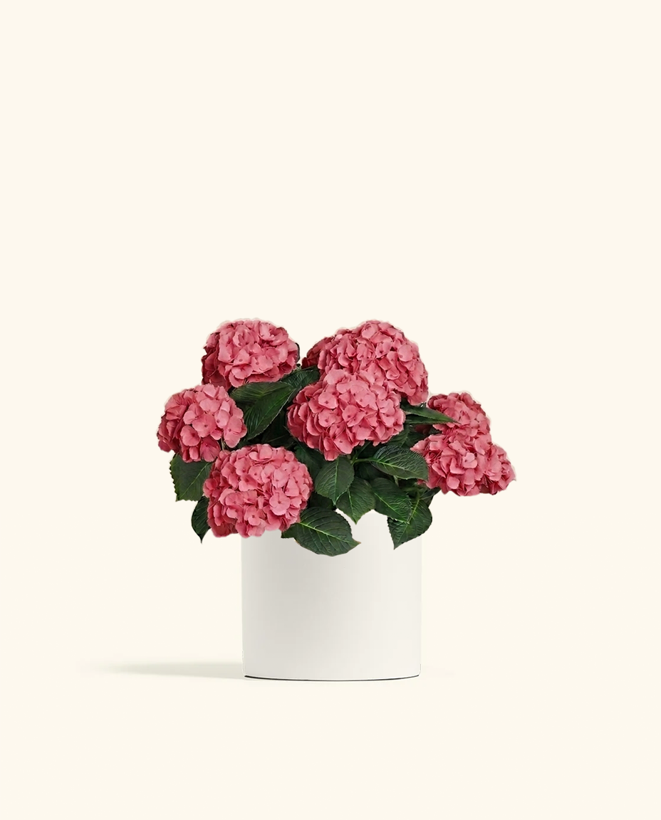 Pink Hydrangea