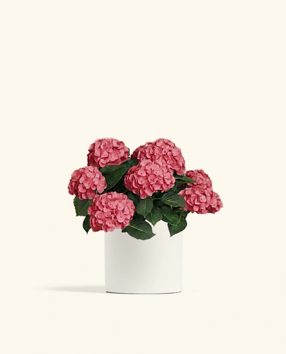 Pink Hydrangea