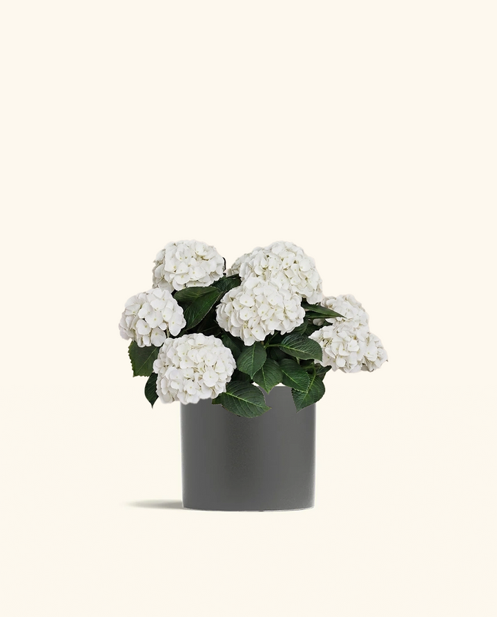 White Hydrangea