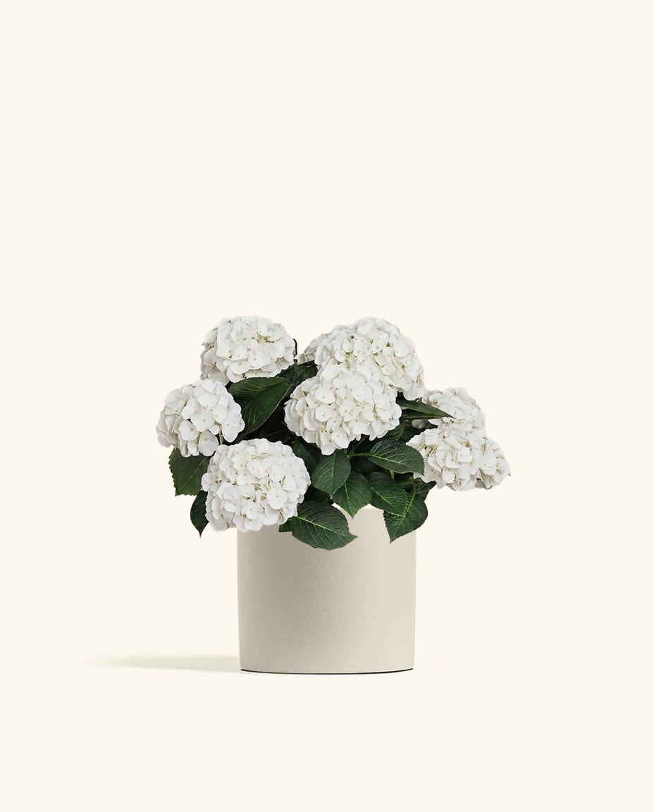 White Hydrangea