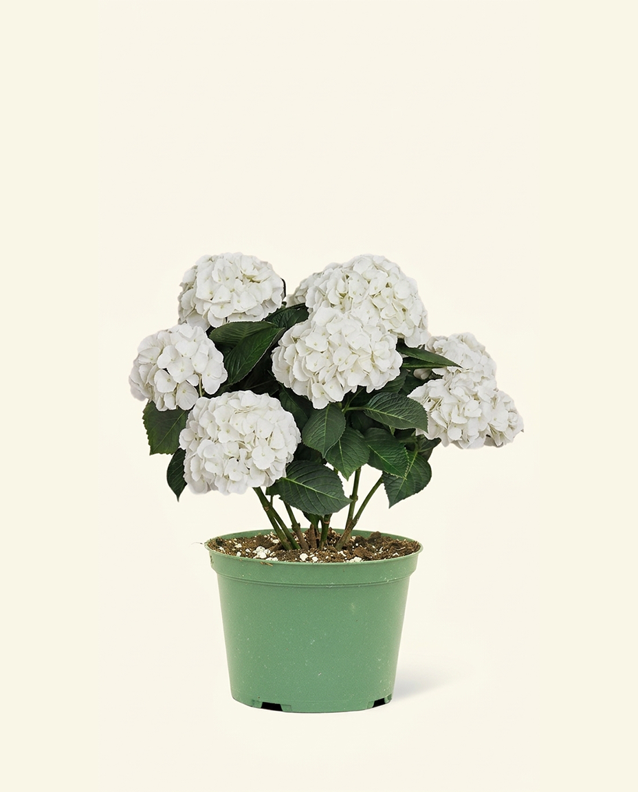 White Hydrangea