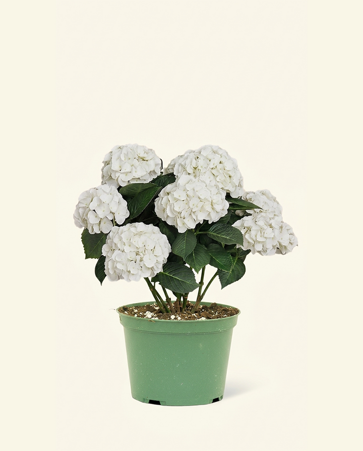 White Hydrangea