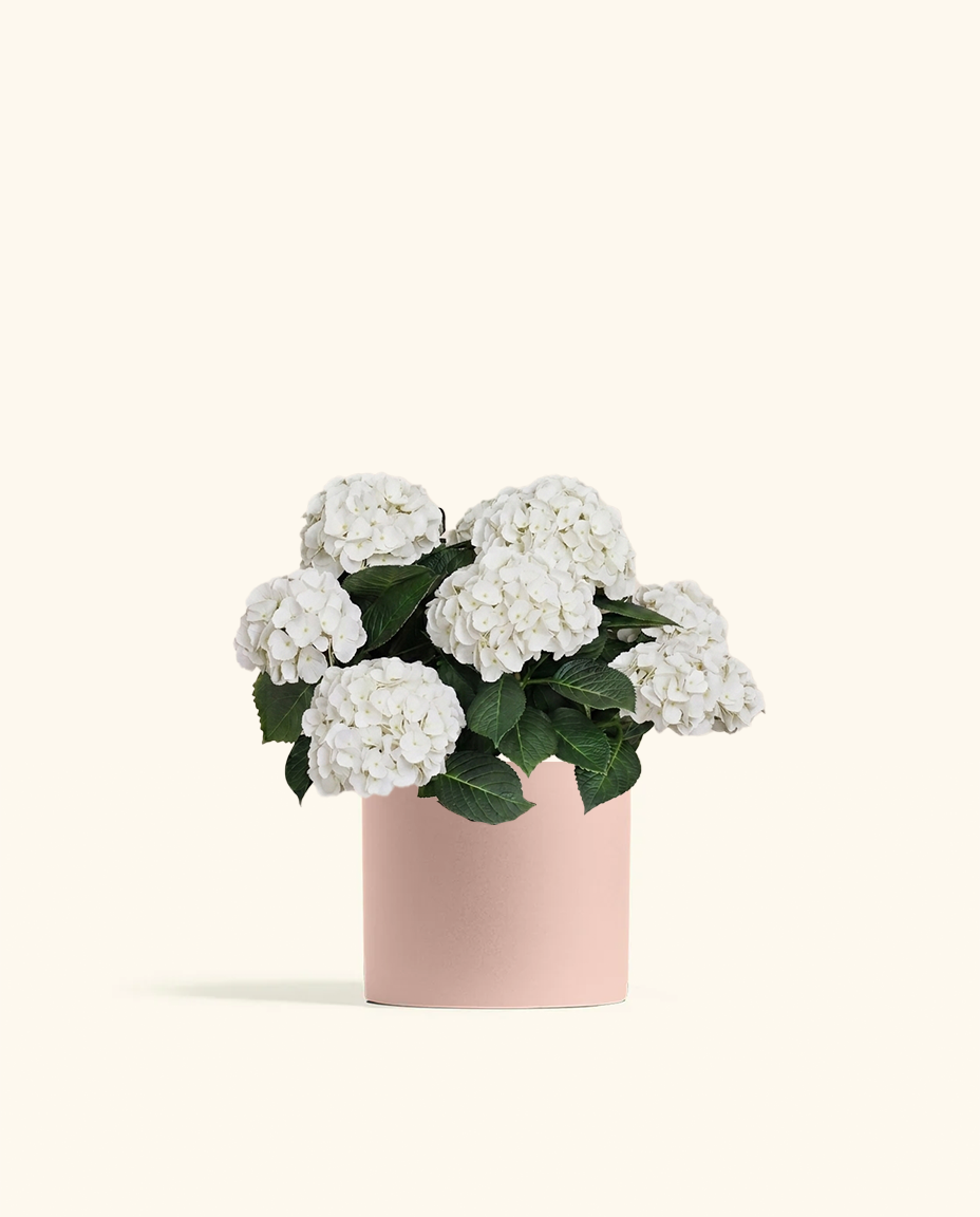 White Hydrangea