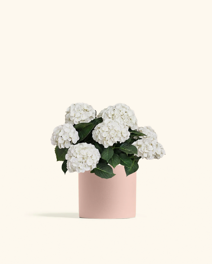 White Hydrangea