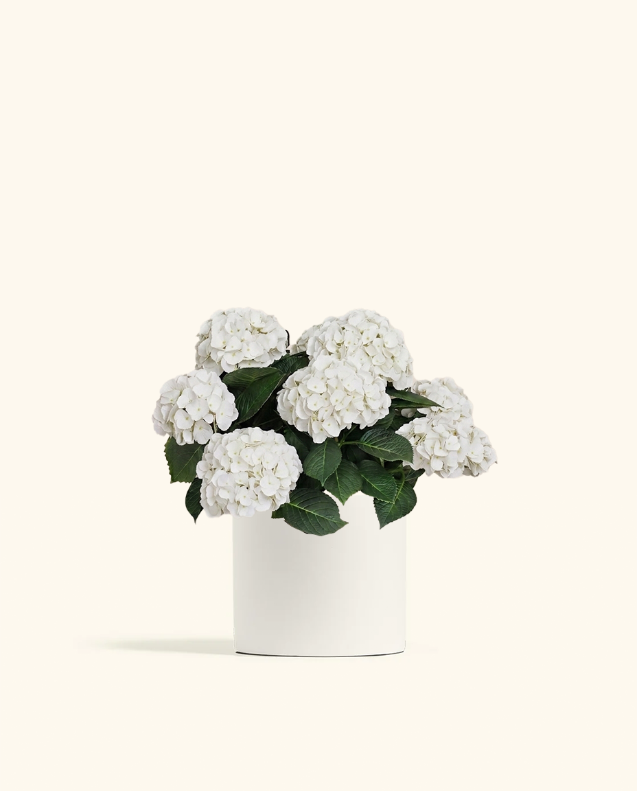 White Hydrangea