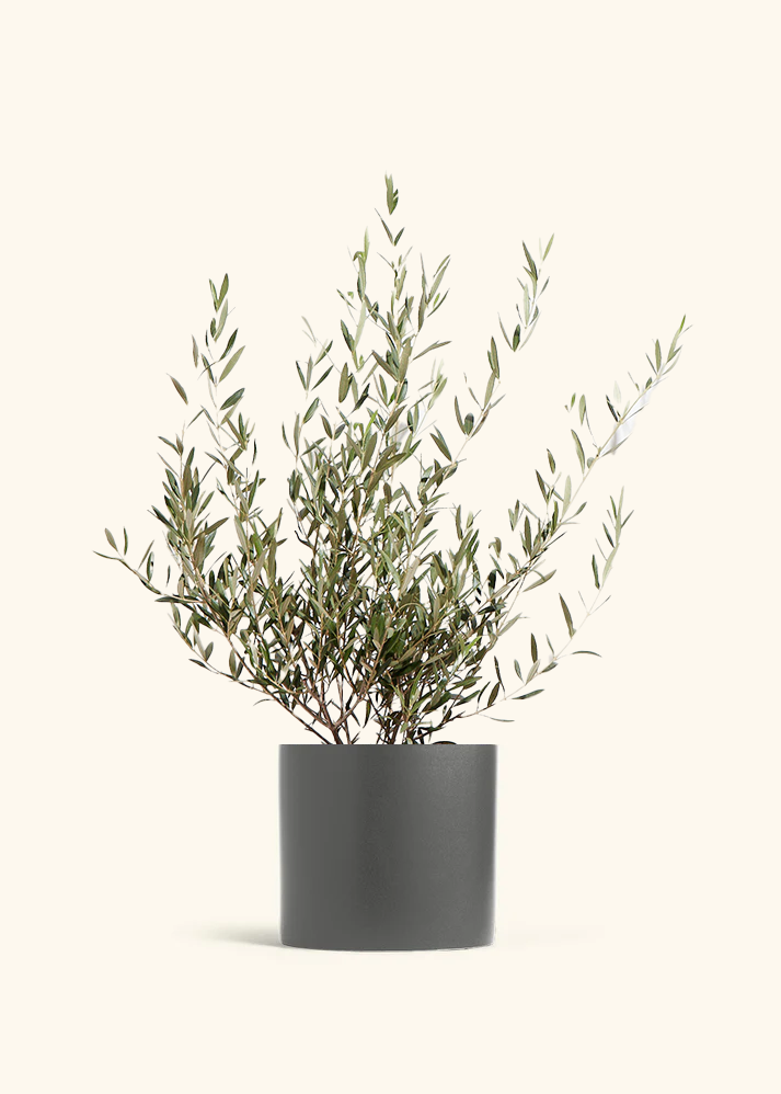 Indoor Olive Tree