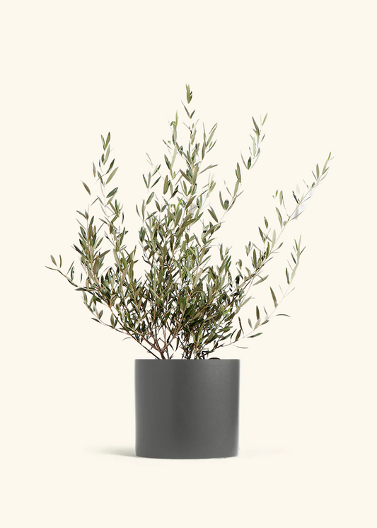 Indoor Olive Tree, XL
