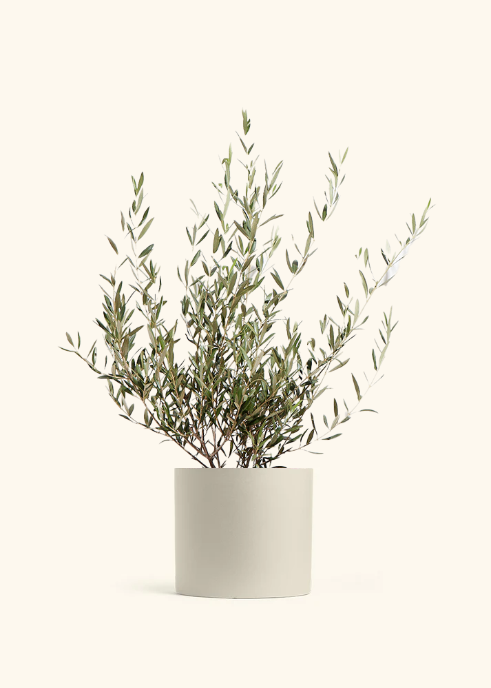 Indoor Olive Tree