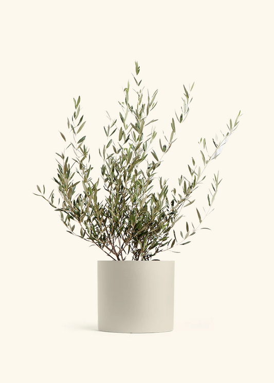 Indoor Olive Tree, XL