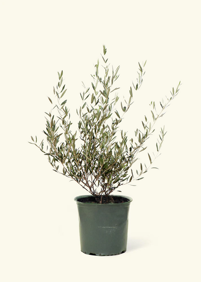 Indoor Olive Tree