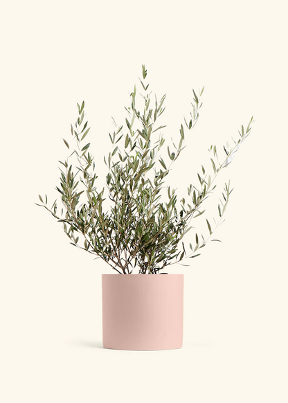 Indoor Olive Tree