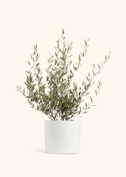 Indoor Olive Tree